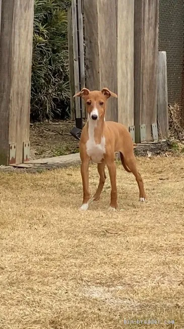 メイタロー 様のお迎えした子犬