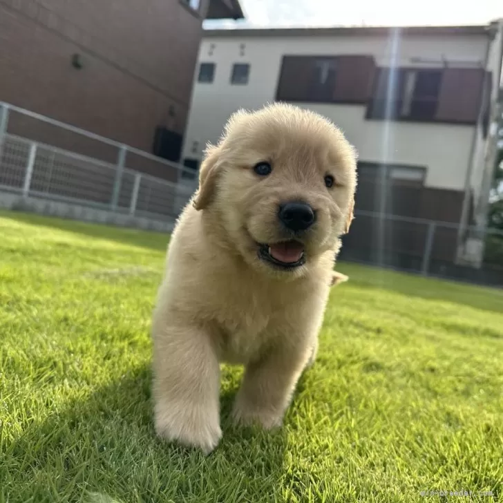 R.K 様のお迎えした子犬