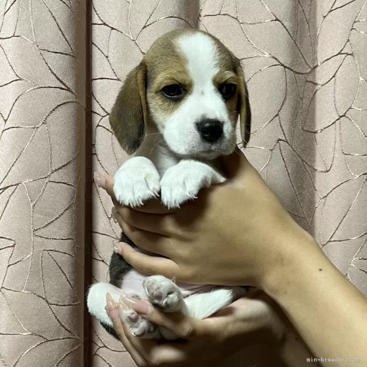 カレラ 様のお迎えした子犬