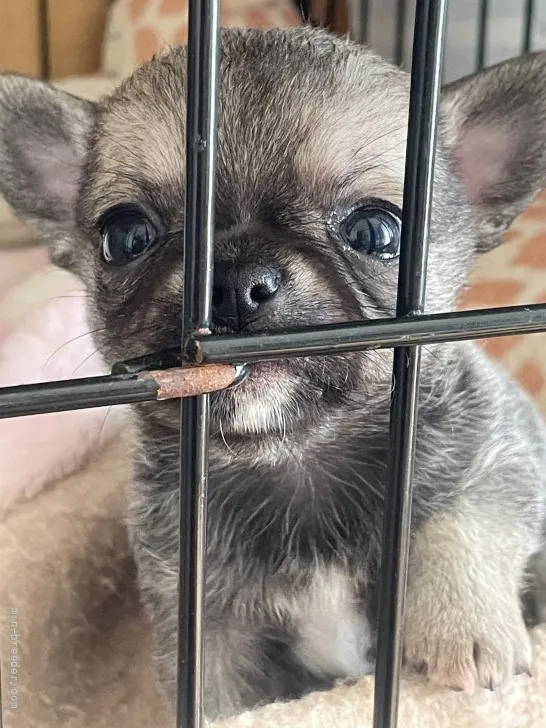 めぐひな 様のお迎えした子犬