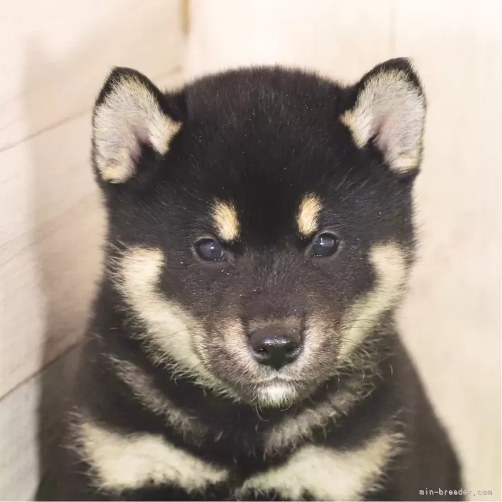 柴犬(標準サイズ)【東京都・男の子・2024年12月14日・黒】の写真1