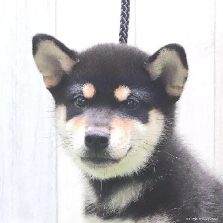 柴犬(標準サイズ)【東京都・男の子・2022年6月12日・黒】の写真1「9/3撮影」