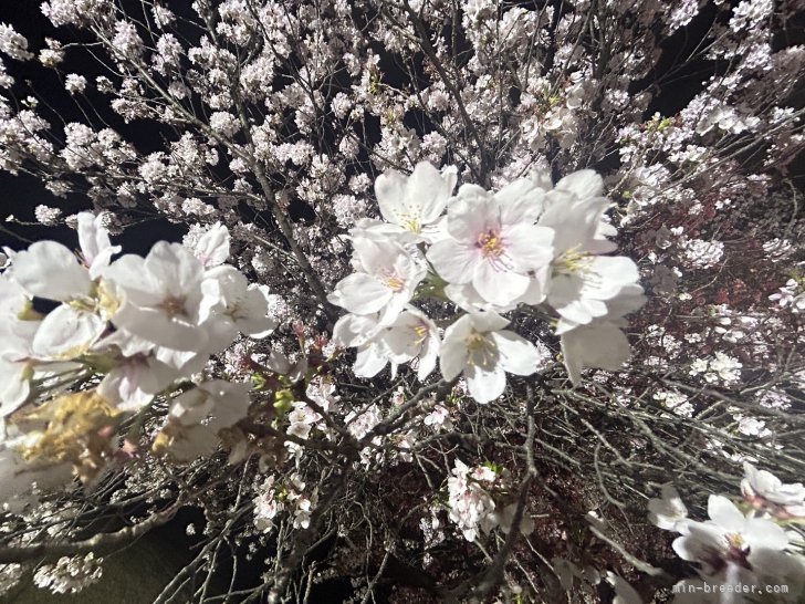 近くには桜のスポットも｜石原　弘基(いしはら　ひろき)ブリーダー(山梨県・トイプードルなど・JKC登録)の紹介写真8