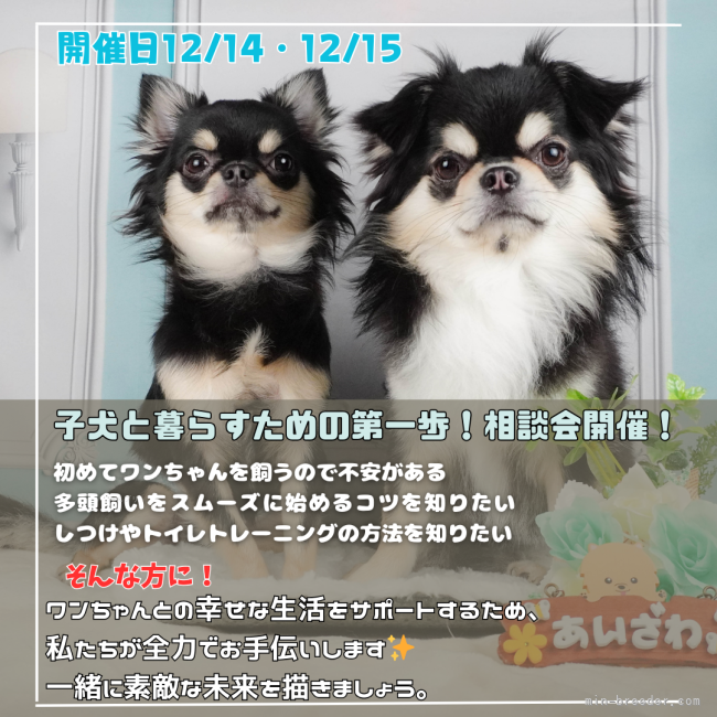 12/14.15相談会開催🎉｜会澤　勇気(あいざわ　ゆうき)ブリーダー(静岡県・トイプードルなど・JKC登録)の紹介写真1