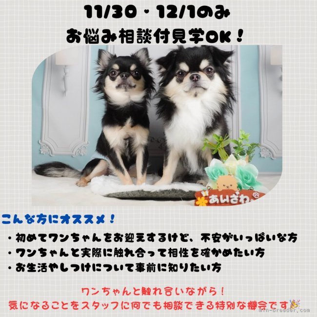 11/23(土)トイプードル見学会開催🎉｜会澤　勇気(あいざわ　ゆうき)ブリーダー(静岡県・トイプードルなど・JKC登録)の紹介写真1