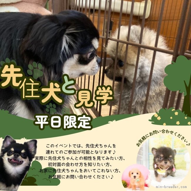 愛犬と一緒に見学も出来ます♪｜会澤　勇気(あいざわ　ゆうき)ブリーダー(静岡県・トイプードルなど・JKC登録)の紹介写真2