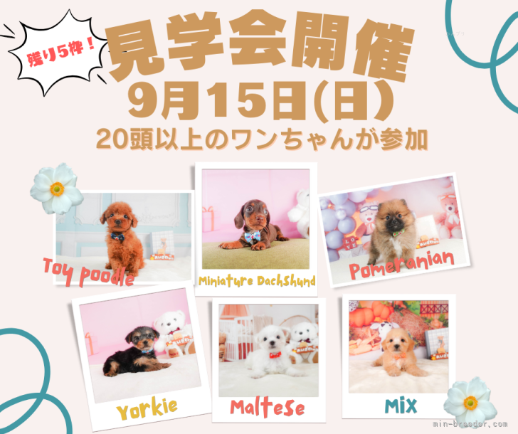 会澤勇気ブリーダーのブログ：🐶速報🐶2日連続わんちゃんの見学会開催🎉