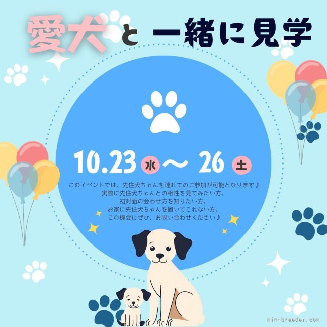 会澤勇気ブリーダーのブログ：先住犬と一緒に！