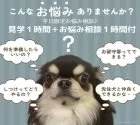 ペキニーズ【静岡県・男の子・2024年11月14日・ホワイト】の写真11「🍀平日限定見学🍀愛犬同伴の見学やお悩み相談付の見学を実施しております🤗」