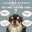 トイプードル(トイ)【静岡県・女の子・2024年9月17日・レッド】の写真10「🍀平日限定見学🍀愛犬同伴の見学やお悩み相談付の見学を実施しております🤗」