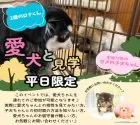 ペキニーズ【静岡県・女の子・2024年11月14日・ホワイト】の写真12「多頭飼いに興味ある方は是非、お家のワンちゃんも連れて見学に来てください✨」