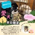 トイプードル(トイ)【静岡県・男の子・2024年9月16日・レッド】の写真9「🍀平日限定見学🍀愛犬同伴の見学OK🐶お家のワンちゃんと子犬の相性が見れます🎶」