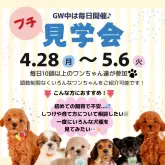 ヨークシャーテリア【静岡県・男の子・2025年3月9日・スティールブルー&タン】の写真4「GW期間中は毎日プチ見学会を開催します✨」