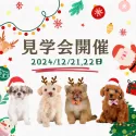 マルチーズ【静岡県・女の子・2024年10月24日・ホワイト】の写真2「🎉12/21(土)、22（日）見学会開催🎉」