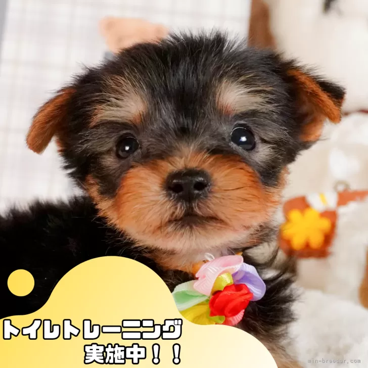 ヨークシャーテリア【静岡県・男の子・2025年3月9日・スティールブルー&タン】の写真1「沢山の子犬画像や当犬舎の情報を掲載しています💖是非、見てください🎶」