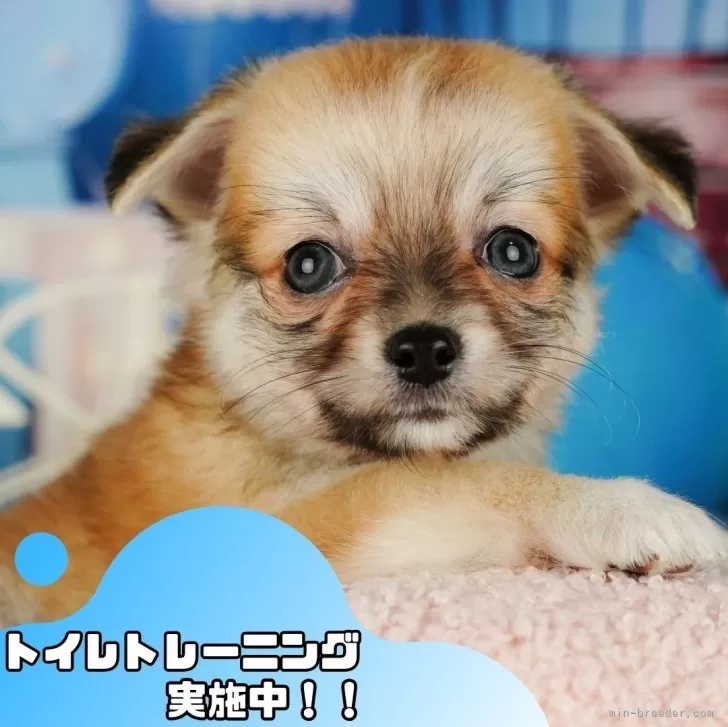 ココ 様のお迎えした子犬