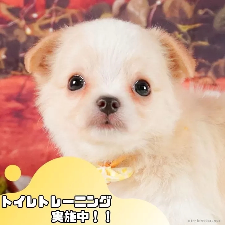 チワワ(ロング)【静岡県・男の子・2024年12月21日・クリーム&ホワイト】の写真1「沢山の子犬画像や当犬舎の情報を掲載しています💖是非、見てください🎶」