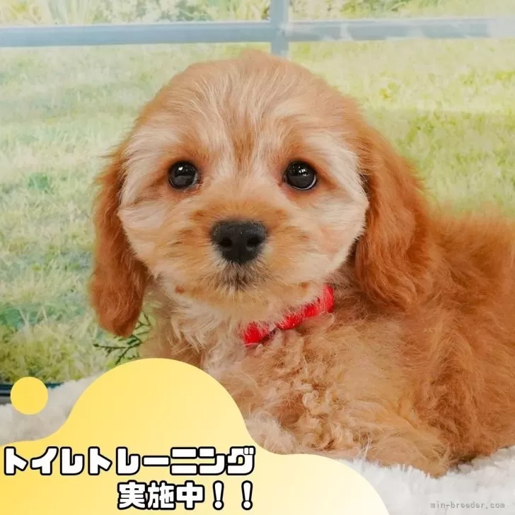 A.A 様のお迎えした子犬