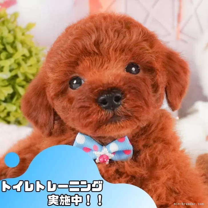 トイプードル(トイ)【静岡県・女の子・2025年2月8日・レッド】の写真1「沢山の子犬画像や当犬舎の情報を掲載しています💖是非、見てください🎶」