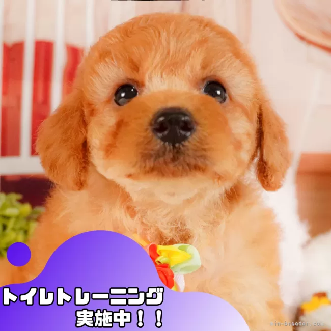トイプードル(トイ)【静岡県・女の子・2025年3月9日・アプリコット】の写真1「沢山の子犬画像や当犬舎の情報を掲載しています💖是非、見てください🎶」