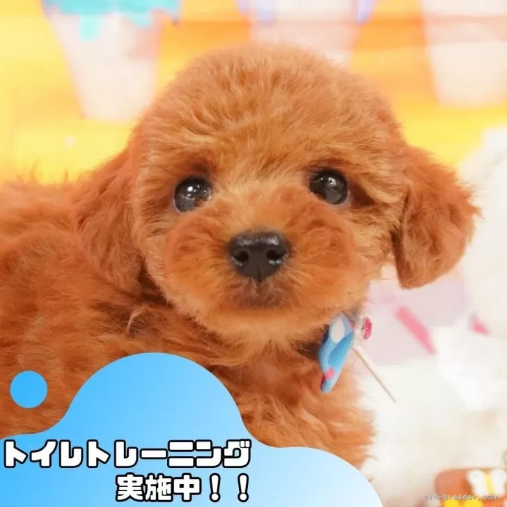 ともさん 様のお迎えした子犬