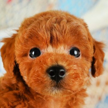 トイプードル(トイ)【静岡県・男の子・2024年9月2日・レッド】の写真「🐶トイレトレーニング実施中！！」