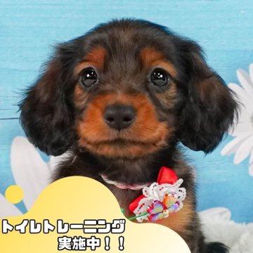 ミニチュアダックスフンド(ロング)【静岡県・女の子・2024年10月16日・シェーデッドレッド】の写真「🐶トイレトレーニング実施中！！」