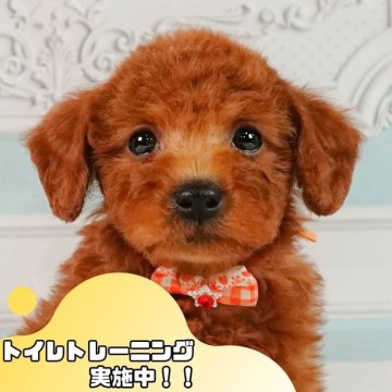 トイプードル(トイ)【静岡県・男の子・2024年10月11日・レッド】の写真「🐶トイレトレーニング実施中！！」