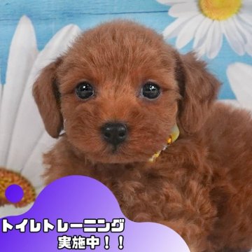 トイプードル(トイ)【静岡県・男の子・2024年10月22日・レッド】の写真「🐶トイレトレーニング実施中！！　」