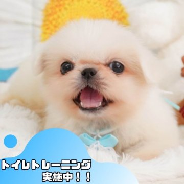 ペキニーズ【静岡県・女の子・2024年11月14日・ホワイト】の写真「🐶トイレトレーニング実施中！！」