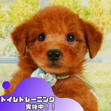 トイプードル(トイ)【静岡県・男の子・2024年10月11日・レッド】の写真「🐶トイレトレーニング実施中！！」