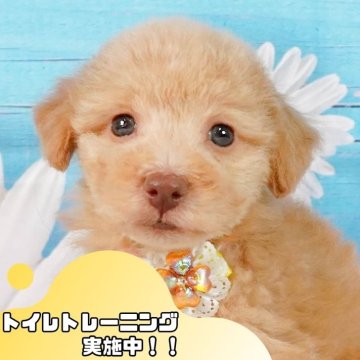 トイプードル(トイ)【静岡県・男の子・2024年10月7日・アプリコット】の写真「🐶トイレトレーニング実施中！！」