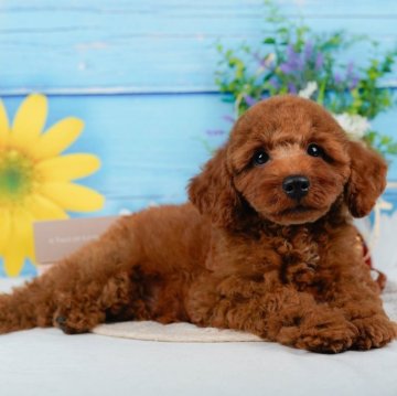 トイプードル(トイ)【静岡県・男の子・2024年8月13日・レッド】の写真「🐶トイレトレーニング実施中！！」