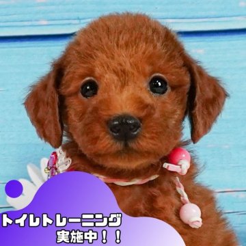 トイプードル(トイ)【静岡県・女の子・2024年10月11日・レッド】の写真「🐶トイレトレーニング実施中！！」