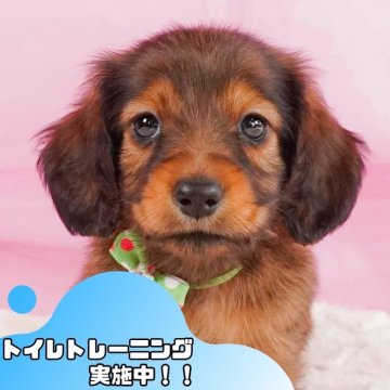 ミニチュアダックスフンド(ロング)【静岡県・男の子・2024年10月16日・シェーデッドレッド】の写真「🐶トイレトレーニング実施中！！」