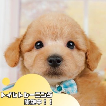 トイプードル(トイ)【静岡県・男の子・2024年9月10日・アプリコット】の写真「🐶トイレトレーニング実施中！！」