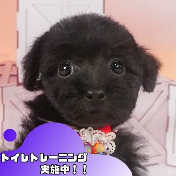 タイニープードル【静岡県・男の子・2024年10月7日・ブラック】の写真「🐶トイレトレーニング実施中！！」