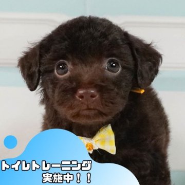 トイプードル(トイ)【静岡県・女の子・2024年10月7日・ブラウン】の写真「🐶トイレトレーニング実施中！！」