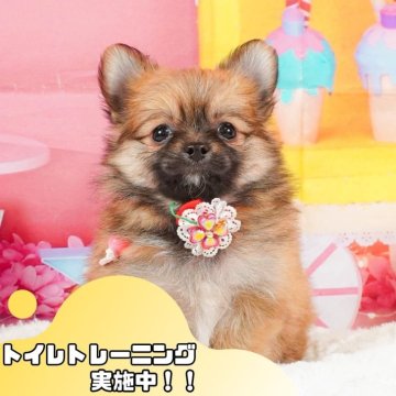 ポメチワ(ポメラニアン×チワワ)【静岡県・女の子・2024年11月9日・オレンジ】の写真「🐶トイレトレーニング実施中！！」