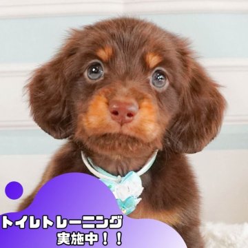 ミニチュアダックスフンド(ロング)【静岡県・男の子・2024年10月16日・チョコレート&タン】の写真「🐶トイレトレーニング実施中！！」