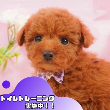 トイプードル(タイニー)【静岡県・女の子・2024年11月5日・レッド】の写真「🐶トイレトレーニング実施中！！」