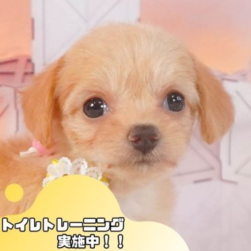 チワプー(トイプードル×チワワ)【静岡県・女の子・2024年10月6日・アプリコット】の写真「🐶トイレトレーニング実施中！！」