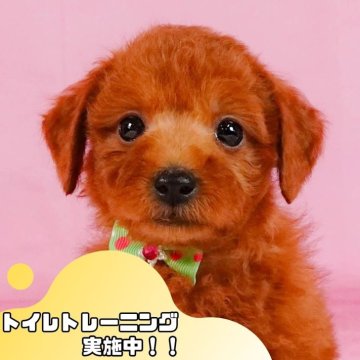 トイプードル(トイ)【静岡県・男の子・2024年10月11日・レッド】の写真「🐶トイレトレーニング実施中！！」