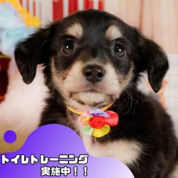 チワックス(チワワ×ダックスフンド)【静岡県・男の子・2025年3月3日・ブラックタン】の写真「GW特別🎈わんちゃん見学フェス🐾」