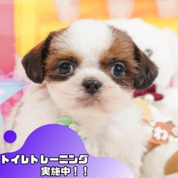 シーズー【静岡県・女の子・2024年11月4日・ゴールド&ホワイト】の写真「🐶トイレトレーニング実施中！！」