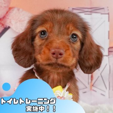 ミニチュアダックスフンド(ロング)【静岡県・男の子・2024年10月16日・チョコレート&タン】の写真「🐶トイレトレーニング実施中！！」