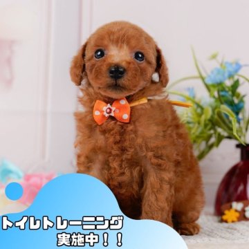 トイプードル(トイ)【静岡県・男の子・2024年9月18日・レッド】の写真「🐶トイレトレーニング実施中！！」