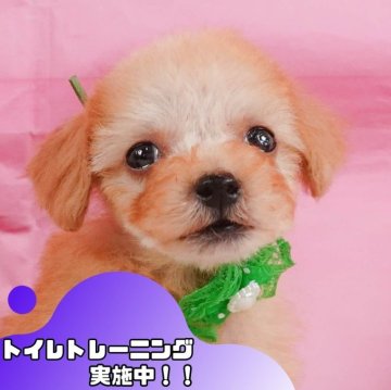 トイプードル(トイ)【静岡県・男の子・2024年10月26日・アプリコット】の写真「🐶トイレトレーニング実施中！！」