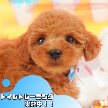 トイプードル(トイ)【静岡県・女の子・2024年11月4日・レッド】の写真「🐶トイレトレーニング実施中！！」