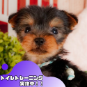 ヨークシャーテリア